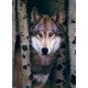 Puzzle Gray Wolf 1000T 6000-1244