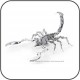 GTNM Metal Earth Scorpion